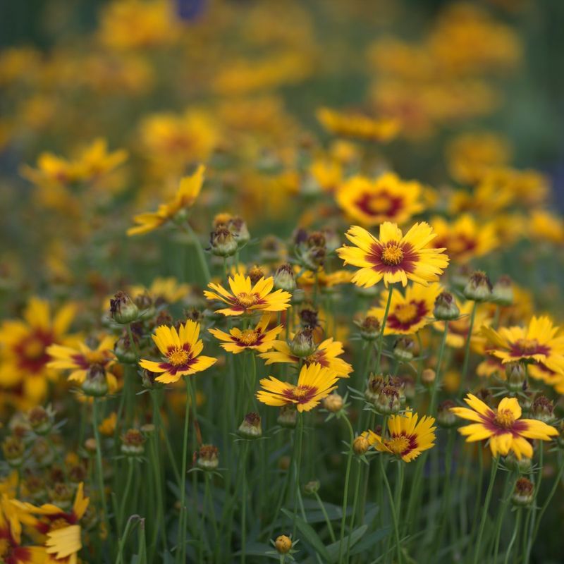 Coreopsis