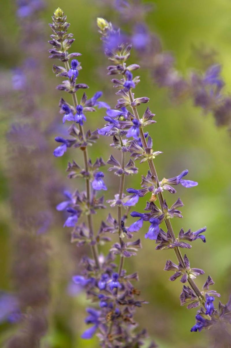 Salvia (Sage)