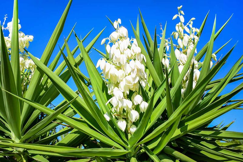 Yucca