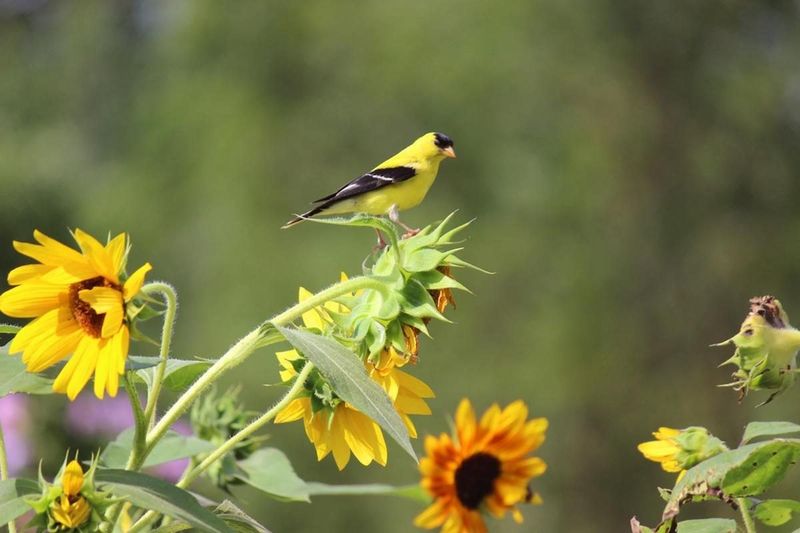 Sunflower - Solar Panels That Feed the Birds