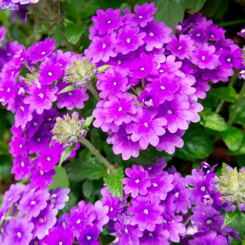 Verbena