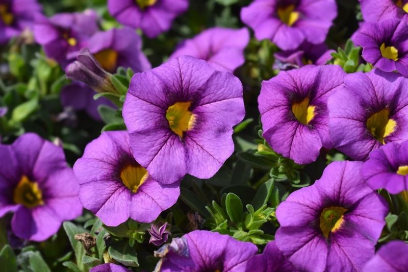 Calibrachoa - Million Blue Bells