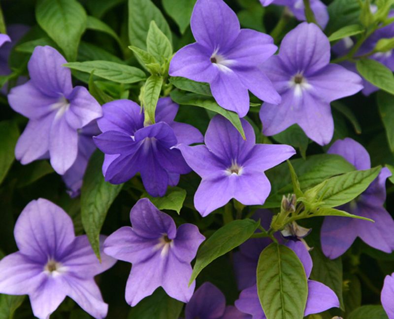 Browallia – Short-lived and shade-dependent.