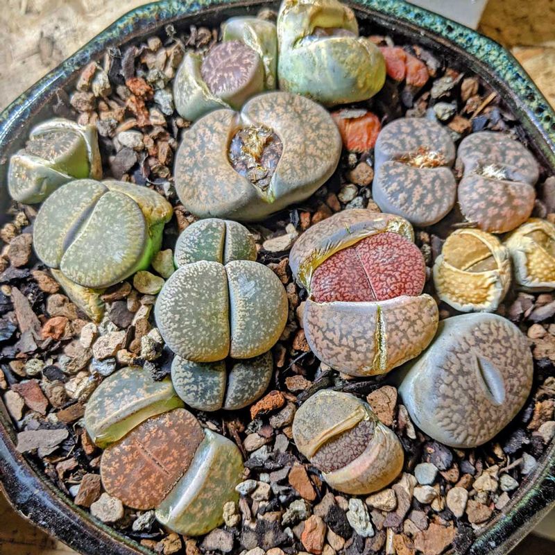 Lithops - The Living Stones