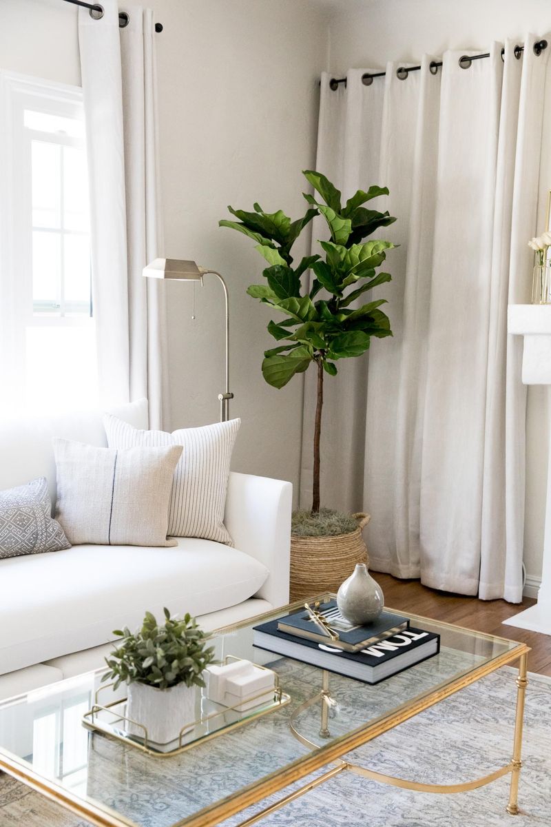 Fiddle Leaf Fig (Ficus lyrata)