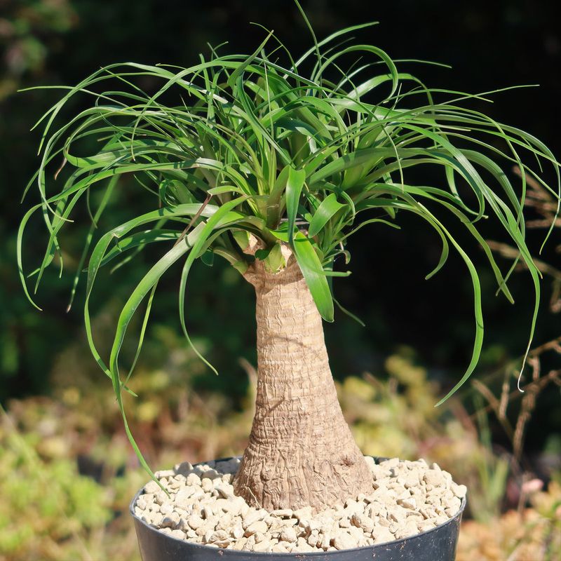 Ponytail Palm (Beaucarnea recurvata)