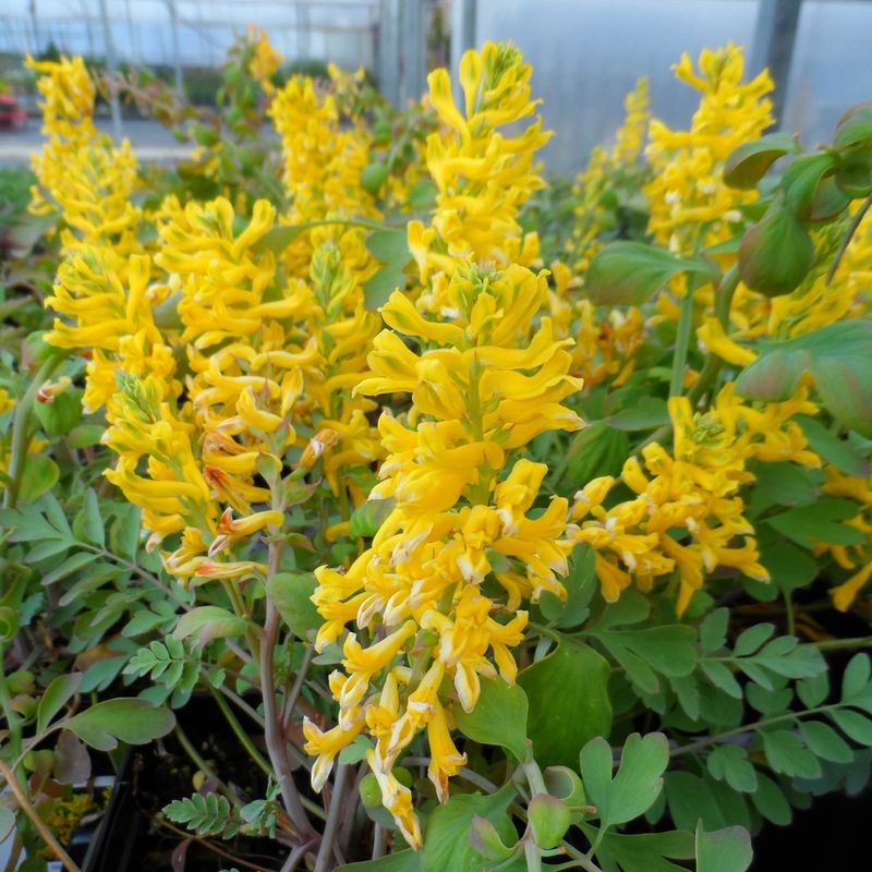 Corydalis