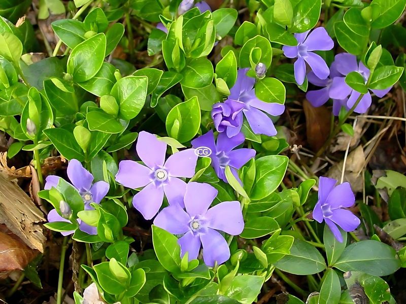 Periwinkle (Vinca Minor)
