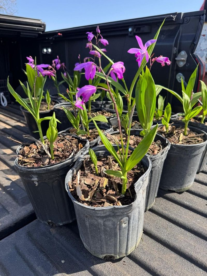 Bletilla (Ground Orchid)