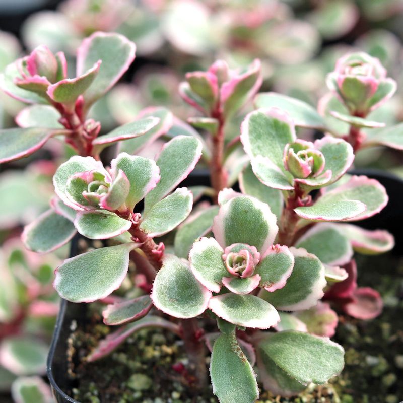 Sedum Spurium