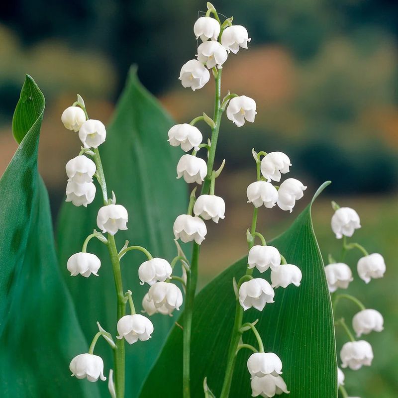 Convallaria majalis (Lily of the Valley)