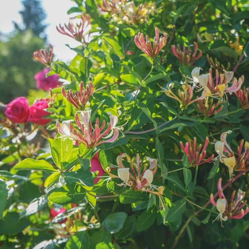Honeysuckle Gourds