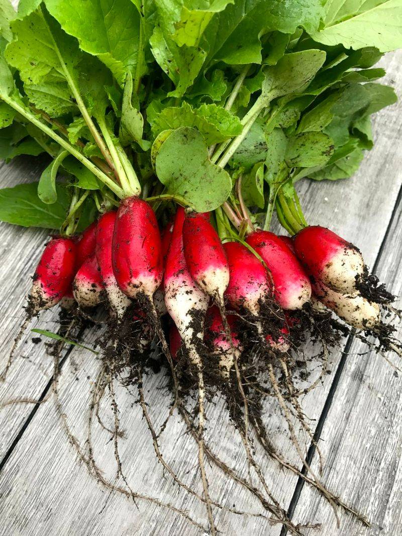 Radishes