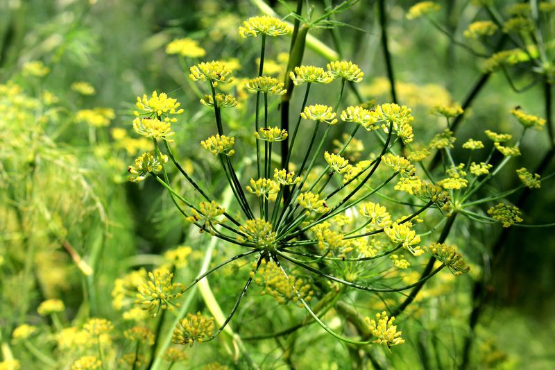 Fennel