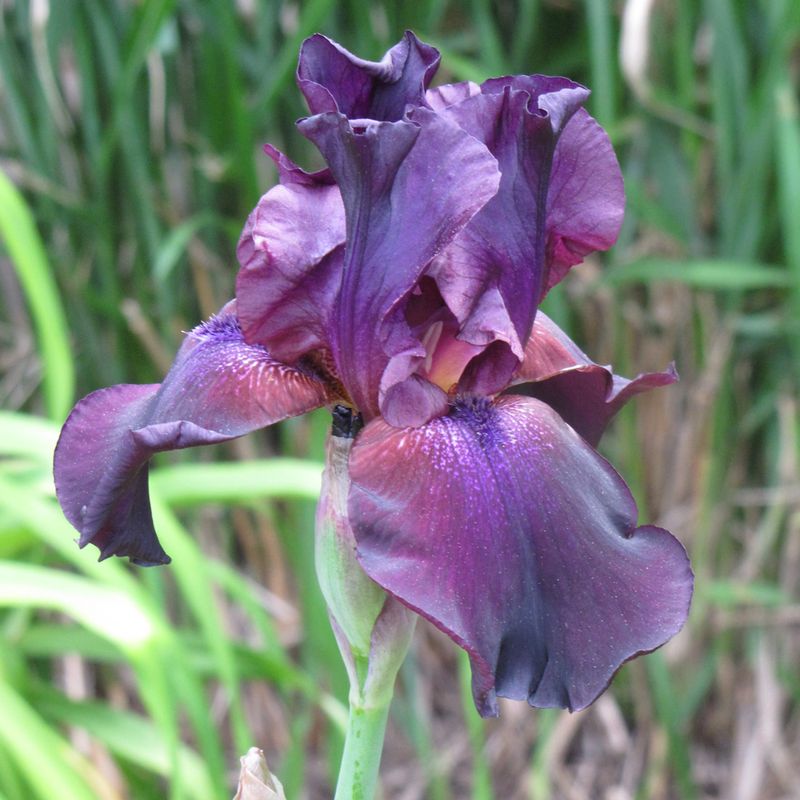 Iris (Iris germanica 'Superstition')