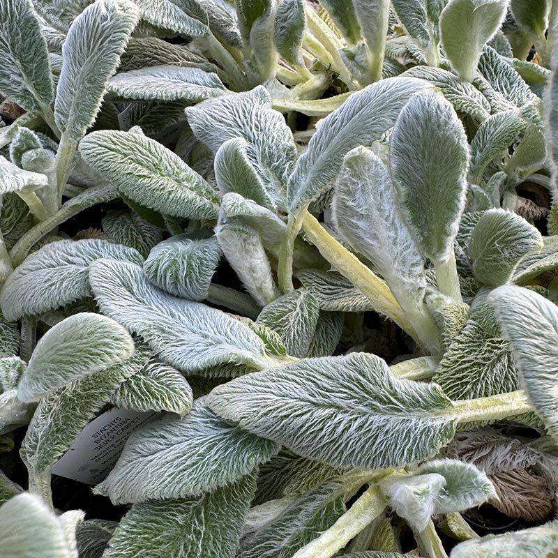 Lamb's Ear