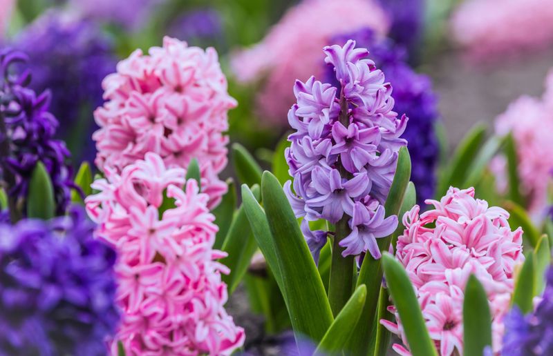 Hyacinths