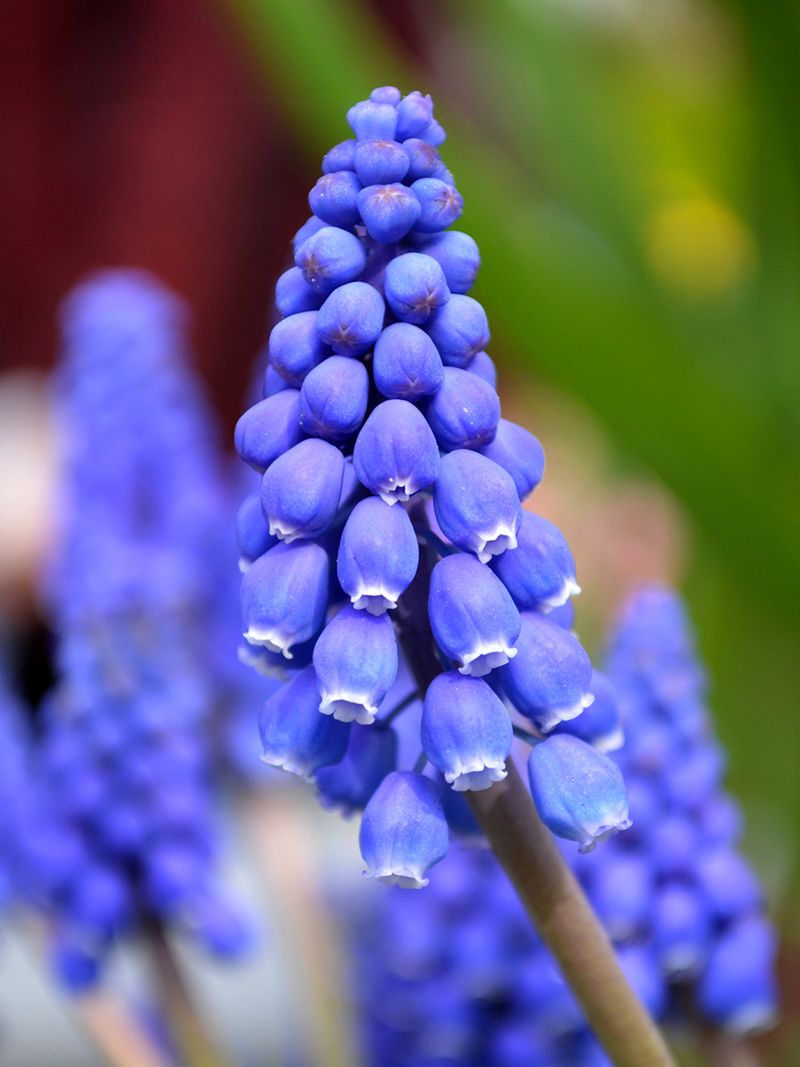 Grape-Scented Hyacinth (Muscari armeniacum)