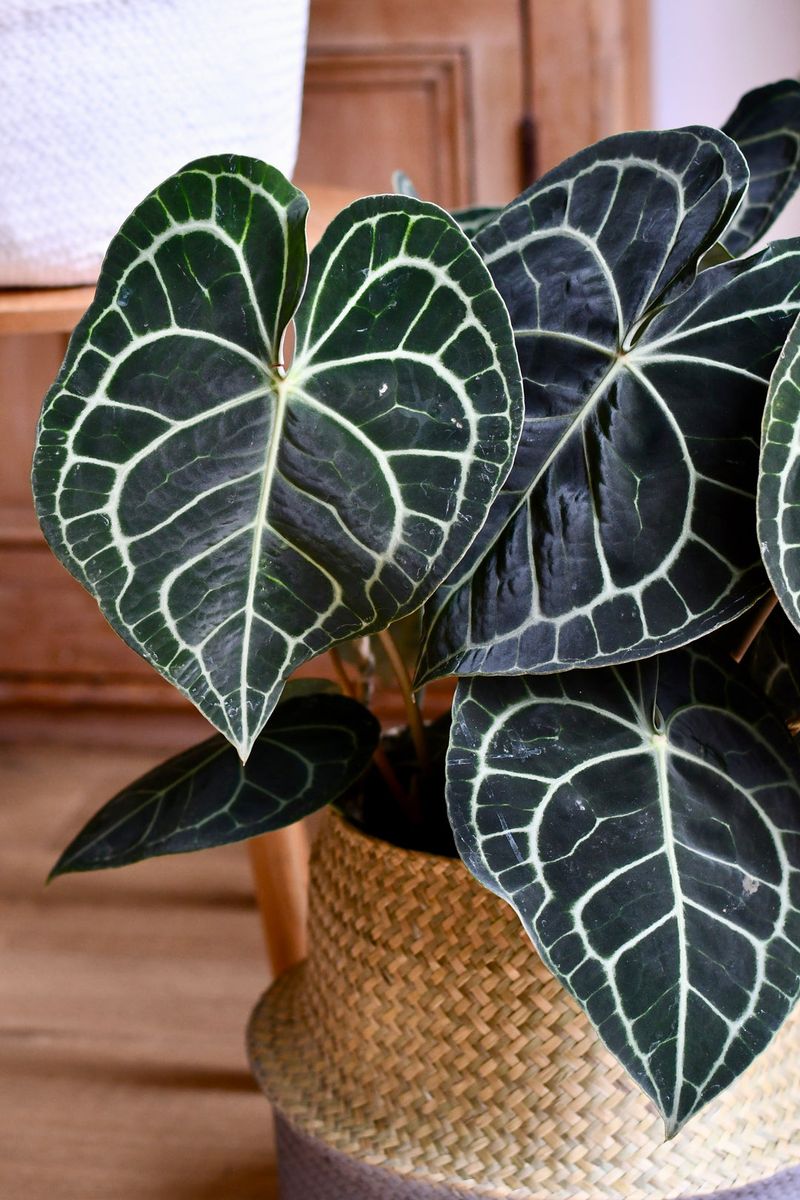 Anthurium Clarinervium