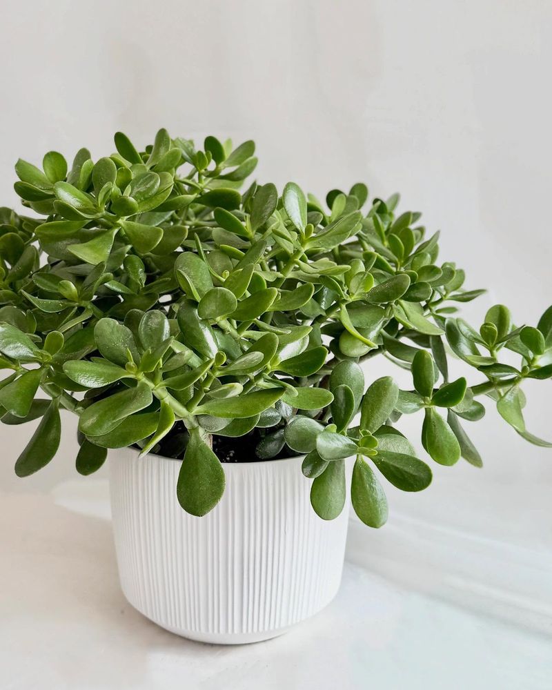 Jade Plant
