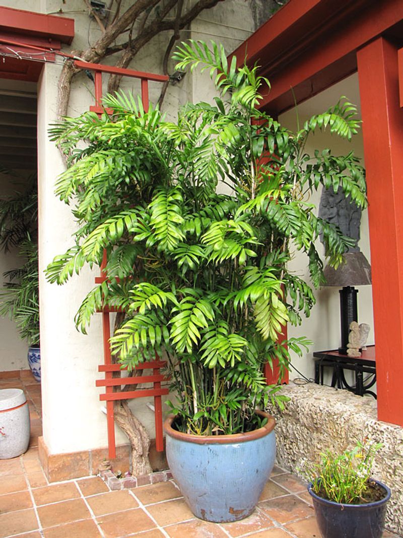 Bamboo Palm - The Tropical Spreader