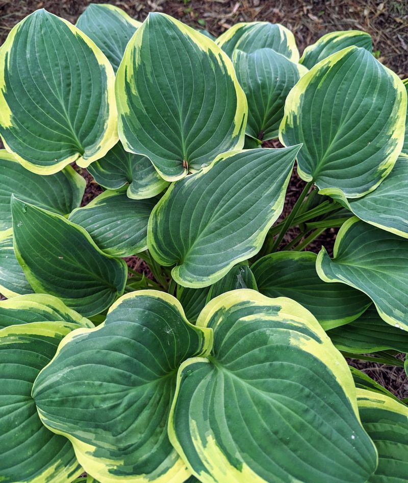 Hostas 🏆