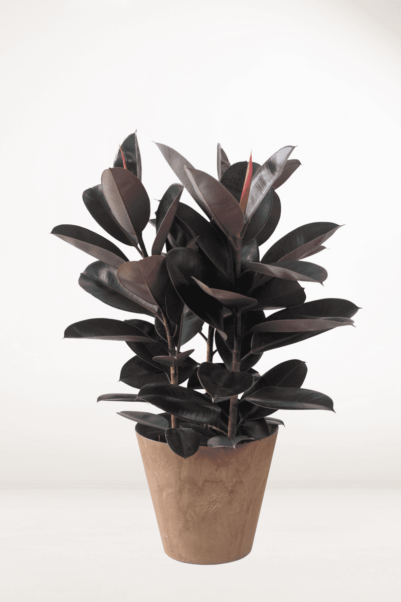 Rubber Plant (Ficus elastica)