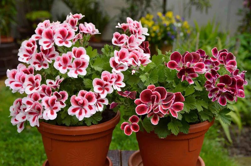 Geraniums