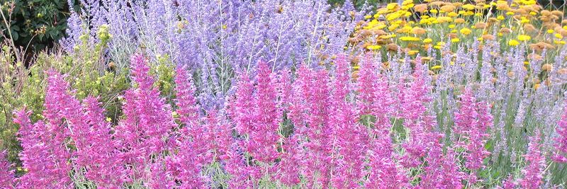 Pink Russian Sage (Perovskia atriplicifolia)