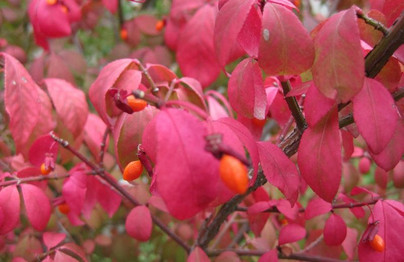 Pink Burning Bush (Euonymus alatus)