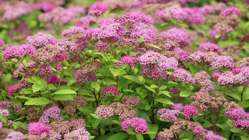 Pink Spirea (Spiraea japonica)