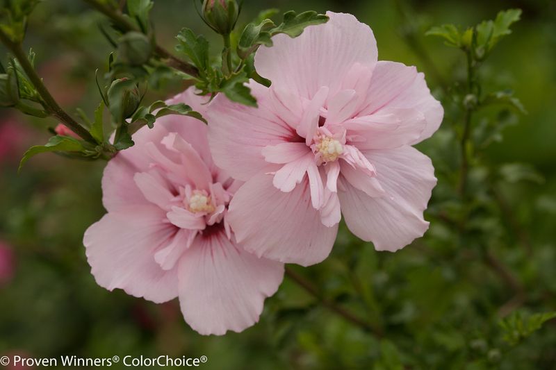 Pink Hibiscus Syriacus (Rose of Sharon)