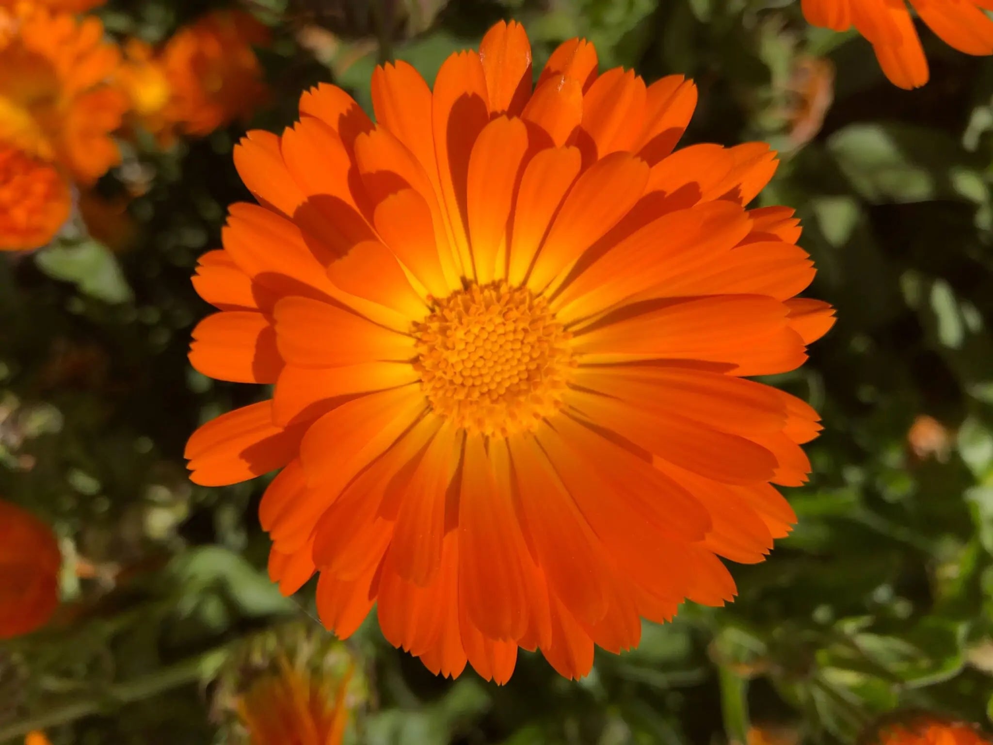 Calendula: The Healing Herb