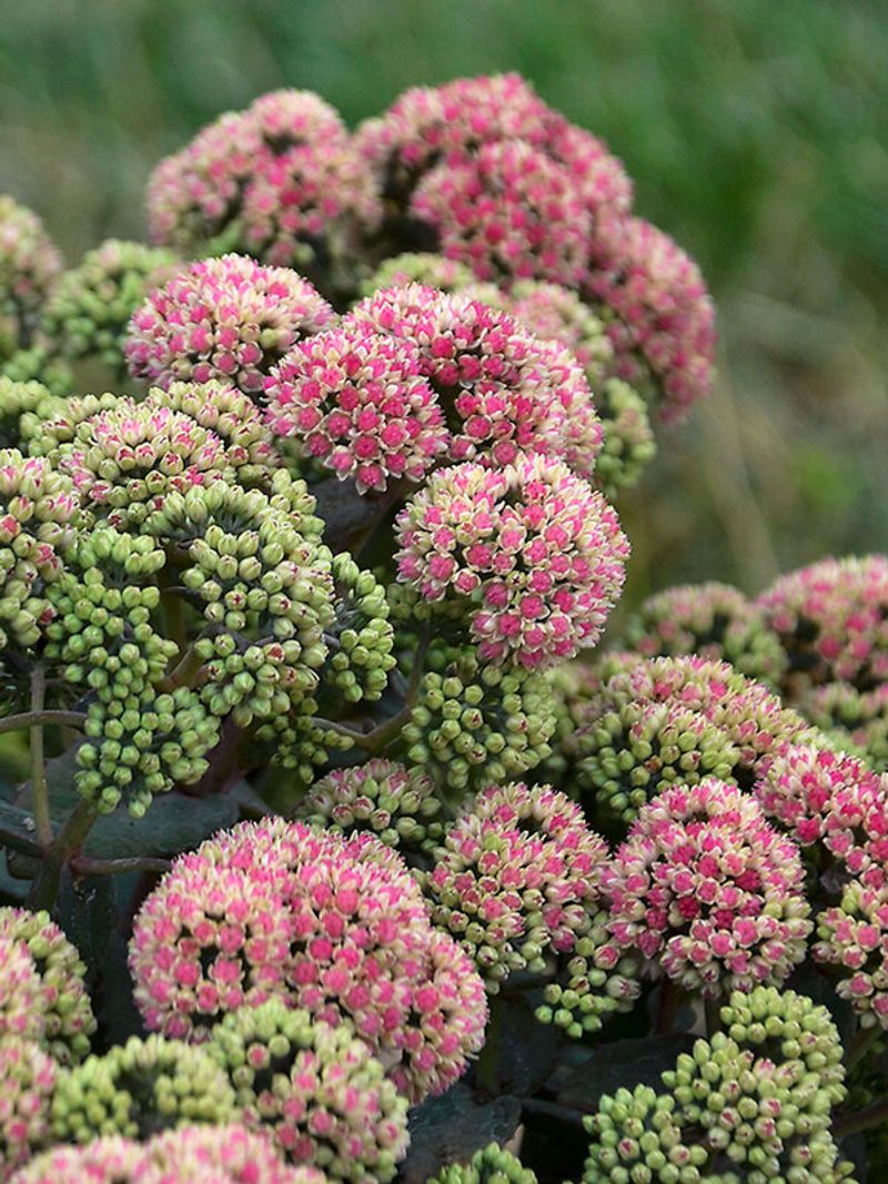 Sedum