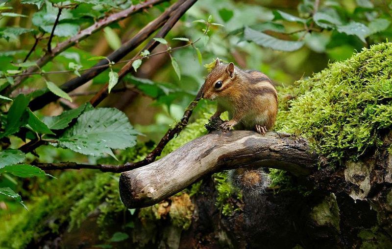 Eastern Chipmunk