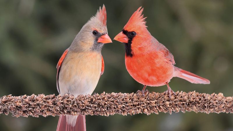 Northern Cardinal
