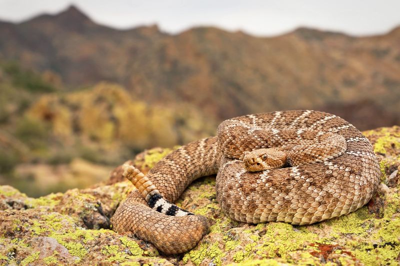 Rattlesnakes