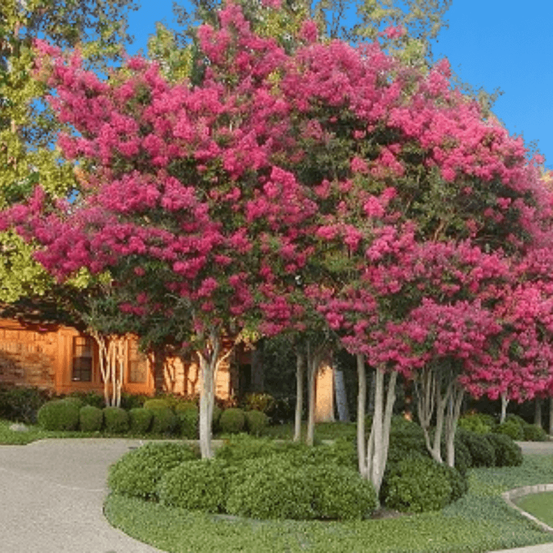Crape Myrtle