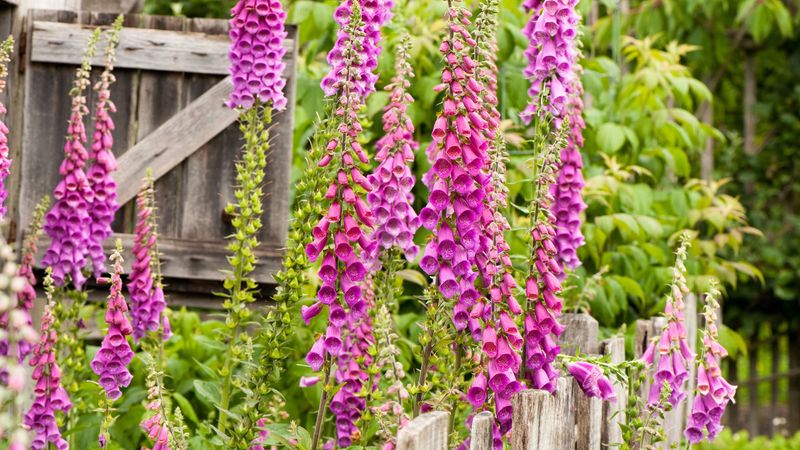 Foxglove (Digitalis purpurea)