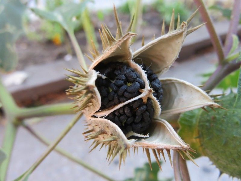 Jimsonweed (Datura stramonium)