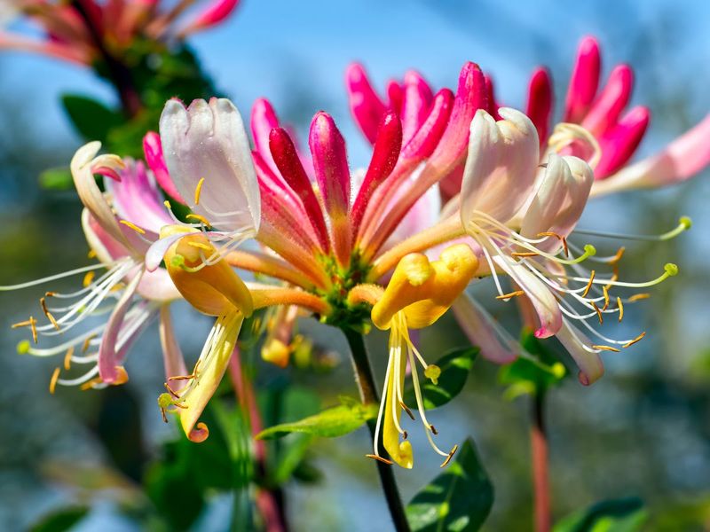 Honeysuckle (Lonicera japonica)