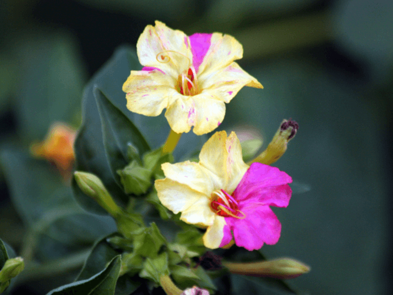 Four O’Clocks (Mirabilis jalapa)