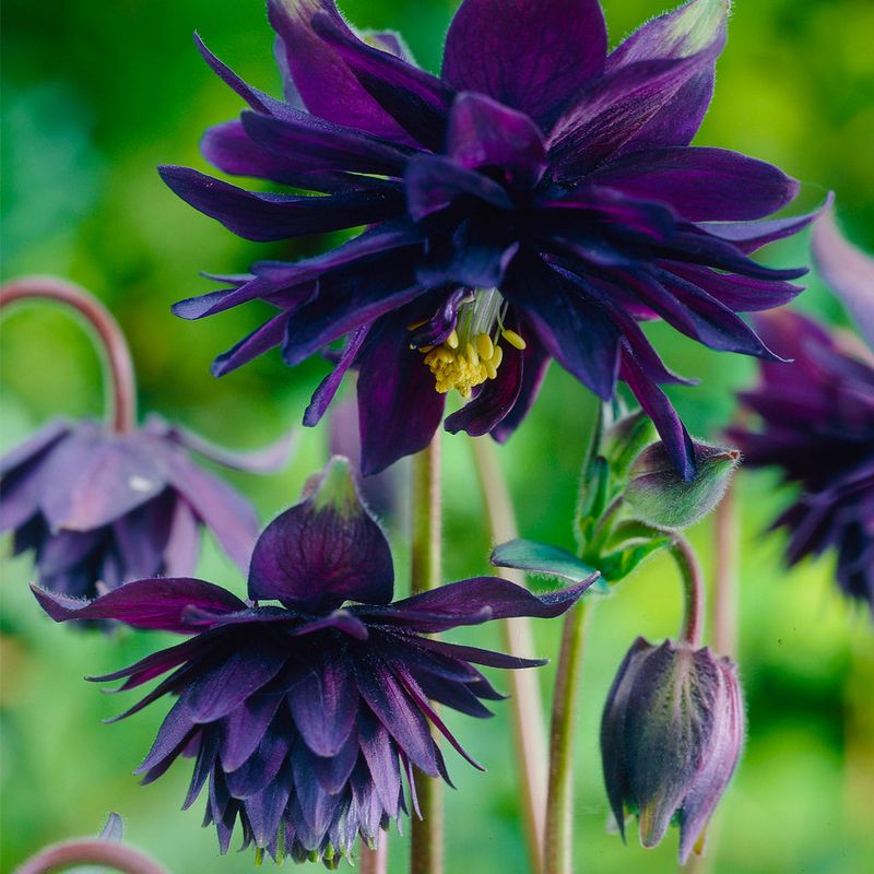 Columbine (Aquilegia 'Black Barlow')