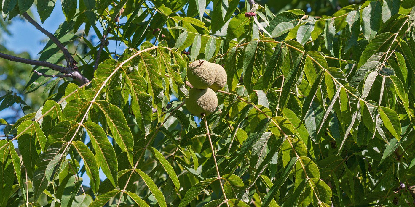 Black Walnuts