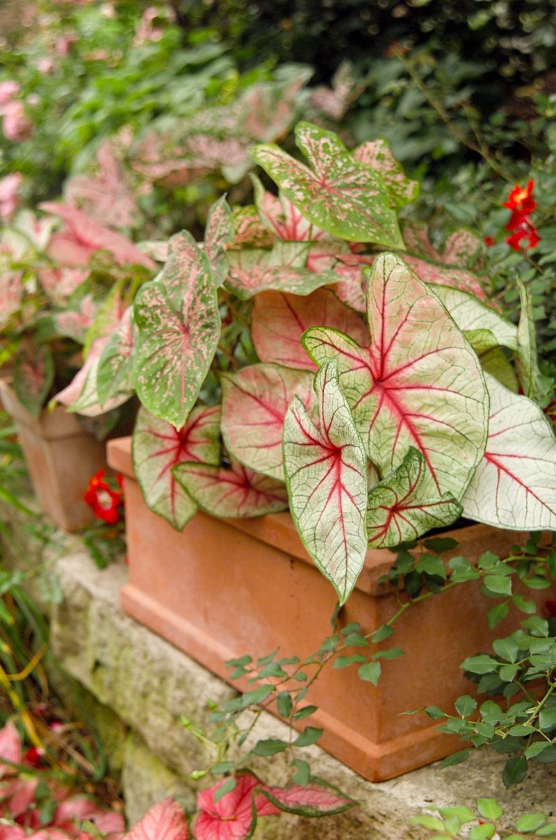 Caladium