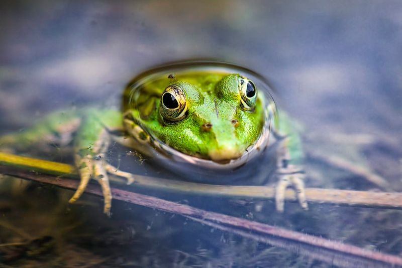 Frogs: Mood-Based Vocalizers and Pest-Eaters