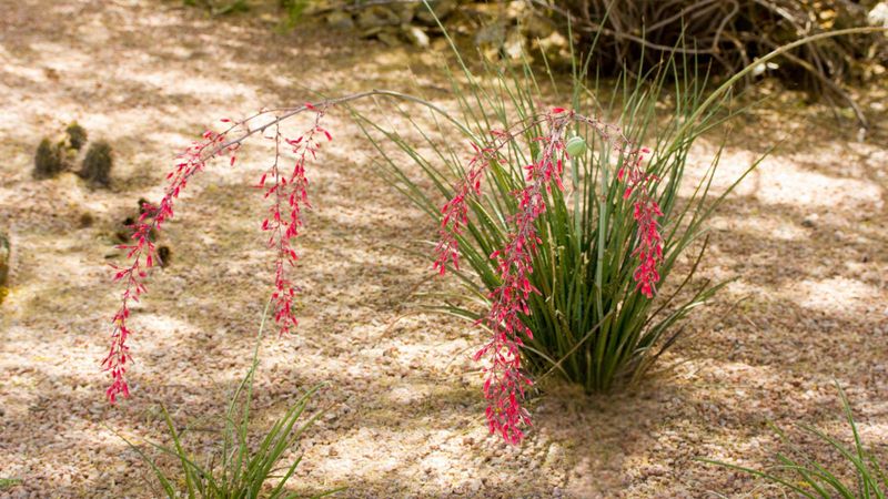 Red Yucca