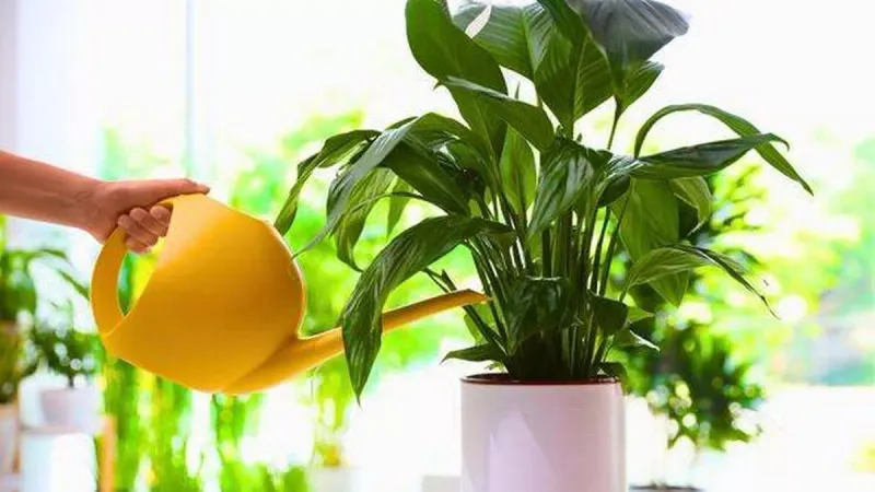 Potato Cooking Water