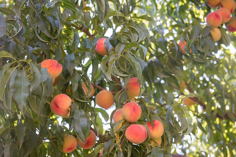 Peach Trees