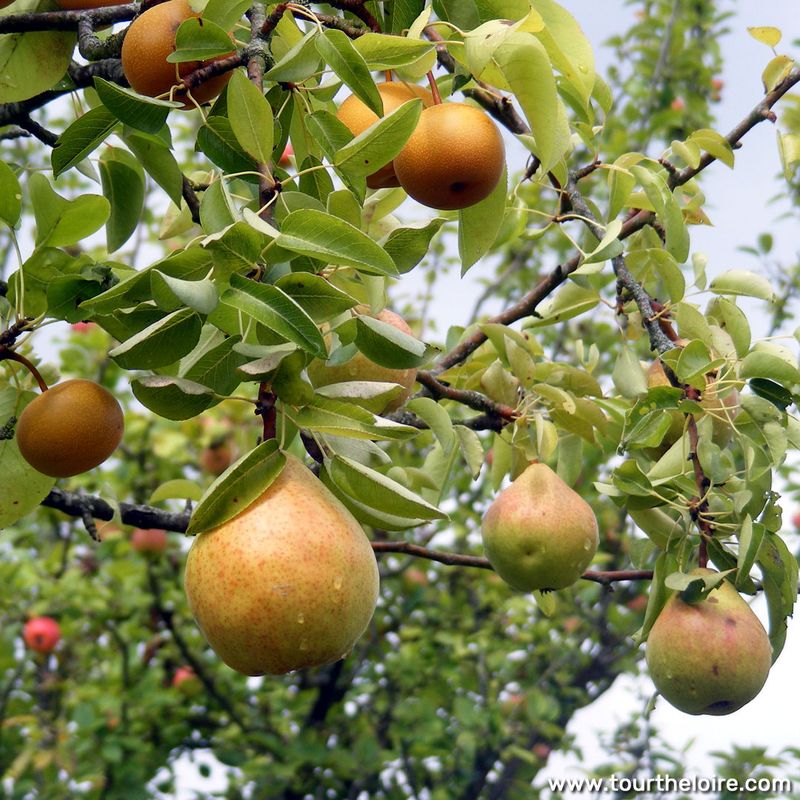 Pear Trees (Pyrus communis)